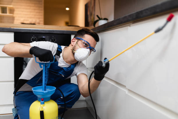 Flea Control Services in Plattsburgh, NY