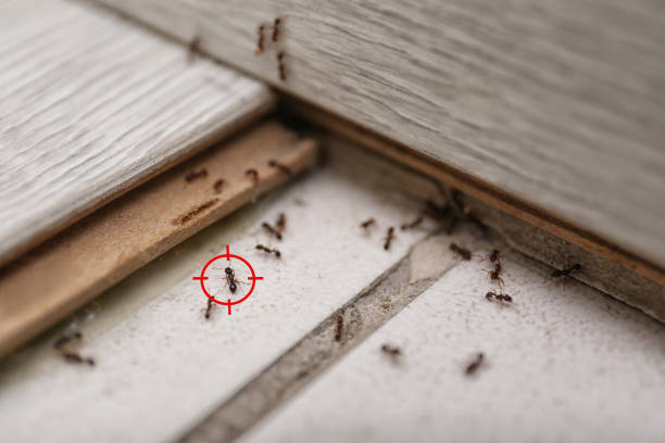 Best Insect Control  in Plattsburgh, NY