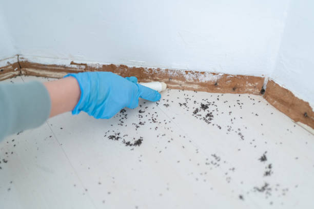 Professional Pest Control in Plattsburgh, NY